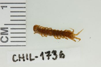 Media type: image;   Invertebrate Zoology CHIL-1736 Description: Digital photograph of preserved specimen.;